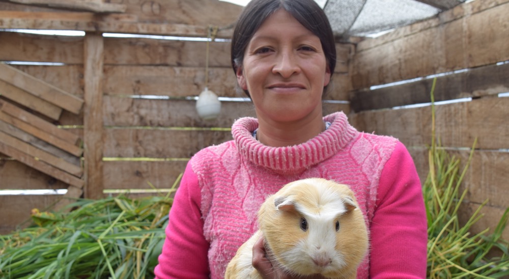 Gracias a proyecto de producción de cuy campesinos víctimas de la violencia se convierten en empresarios en Tangua, Nariño