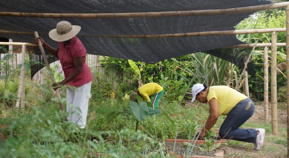 Pobreza de hogares restituidos cae entre 8% y 14% gracias a sus emprendimientos 