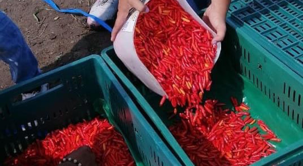 Víctimas de Valle del Cauca cultivan ají tabasco que está llegando a tres continentes 