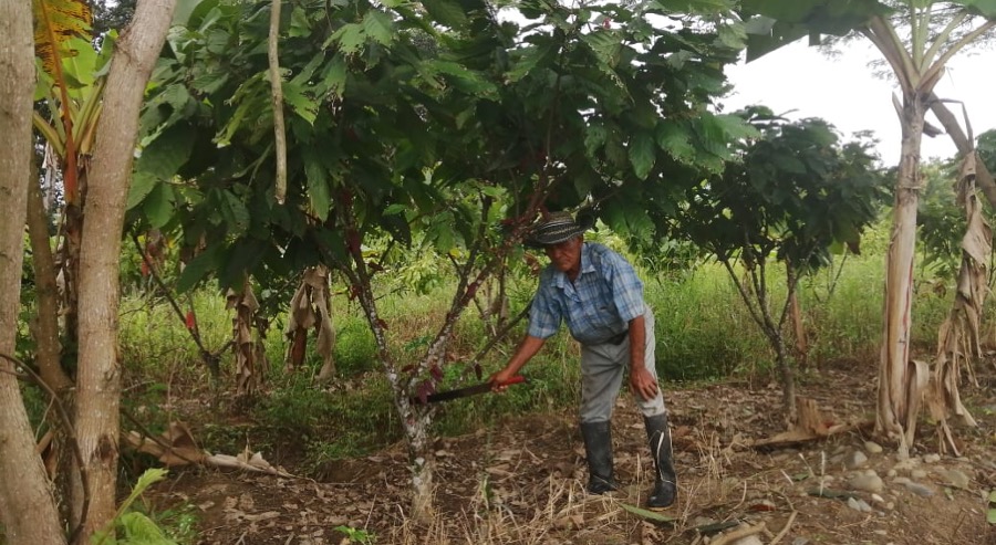 Campesino que recuperó su predio ha vendido 800 kilos de cacao en Granada (Meta) durante la cuarentena 