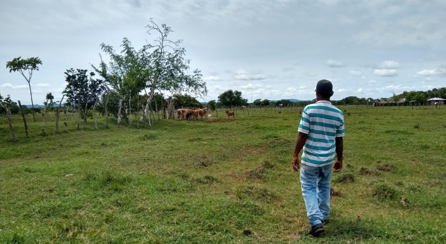 Justicia ordenó restituir más de 180 hectáreas a favor de tres familias desplazadas en Florencia y Valparaíso Caquetá 