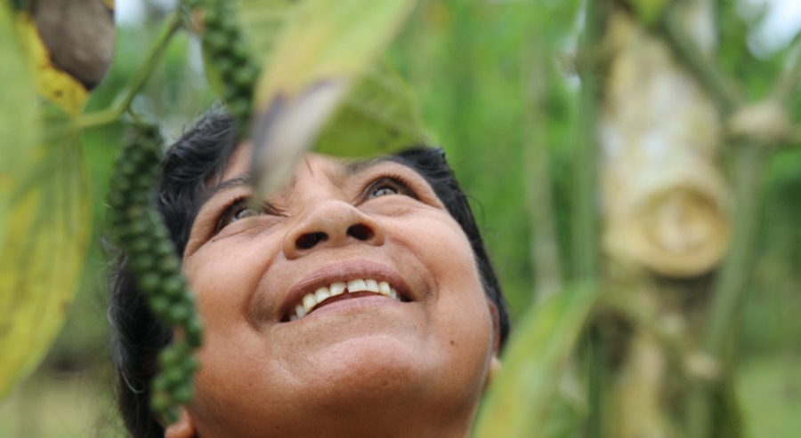 Aumenta comercialización de pimienta del Putumayo en beneficio de productores restituidos 