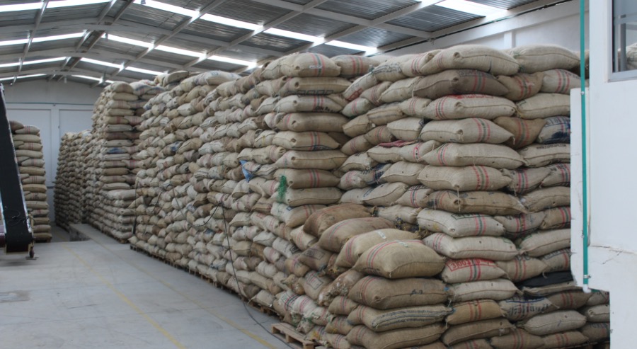 Mercado inglés interesado en café especial cultivado por familias restituidas de Nariño 