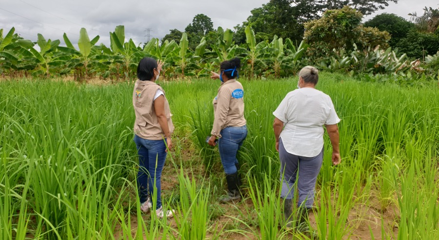 Durante la cuarentena Unidad de Restitución apoyó proyectos productivos por valor de $580 millones en el Urabá 