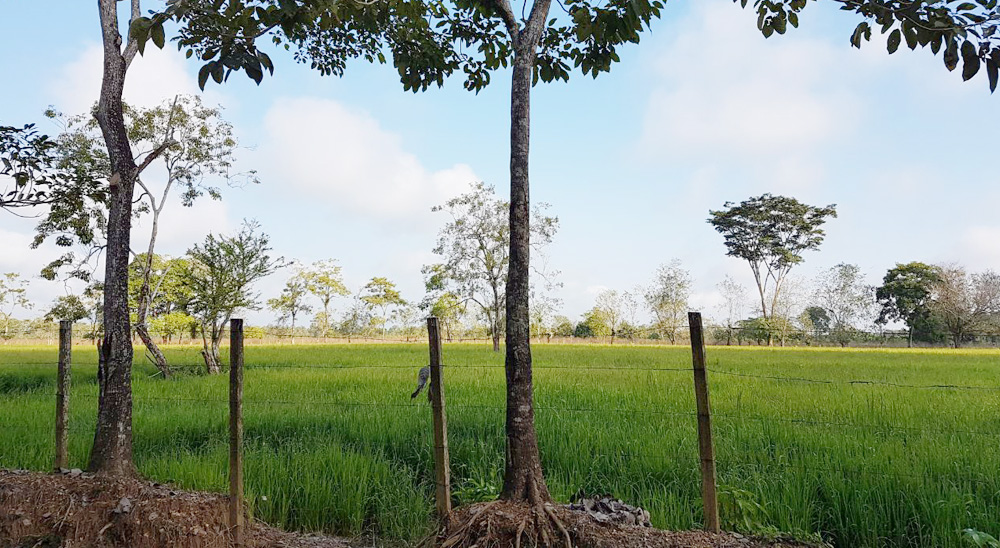 URT hará barrido total de solicitudes en veredas de Nechí y Zaragoza (Antioquia)