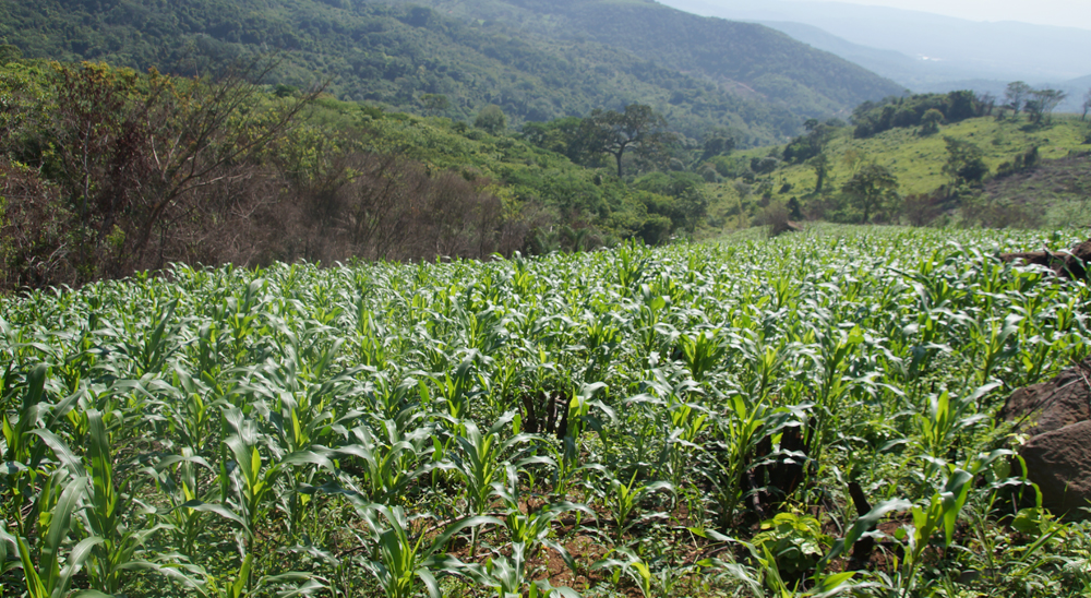 1.500 hectáreas de predios restituidos se están cultivando en Norte de Santander