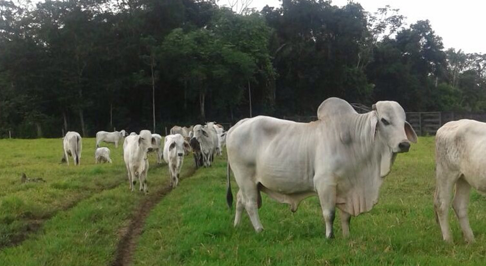 URT proyecta cierre de zonas en Cabuyaro, Meta