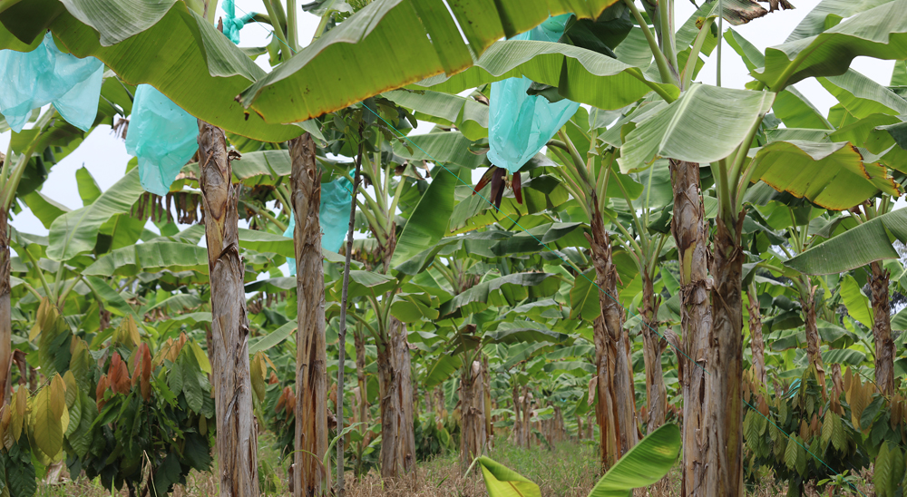 URT proyecta barrido total de solicitudes de Cabuyaro, en Meta