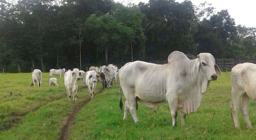 Restituidas tierras a dos hermanos despojados por las Autodefensas en Puerto Gaitán, Meta