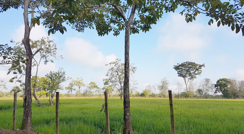 Familia desplazada por alias Cuchillo recuperó predio en Puerto Concordia, Meta