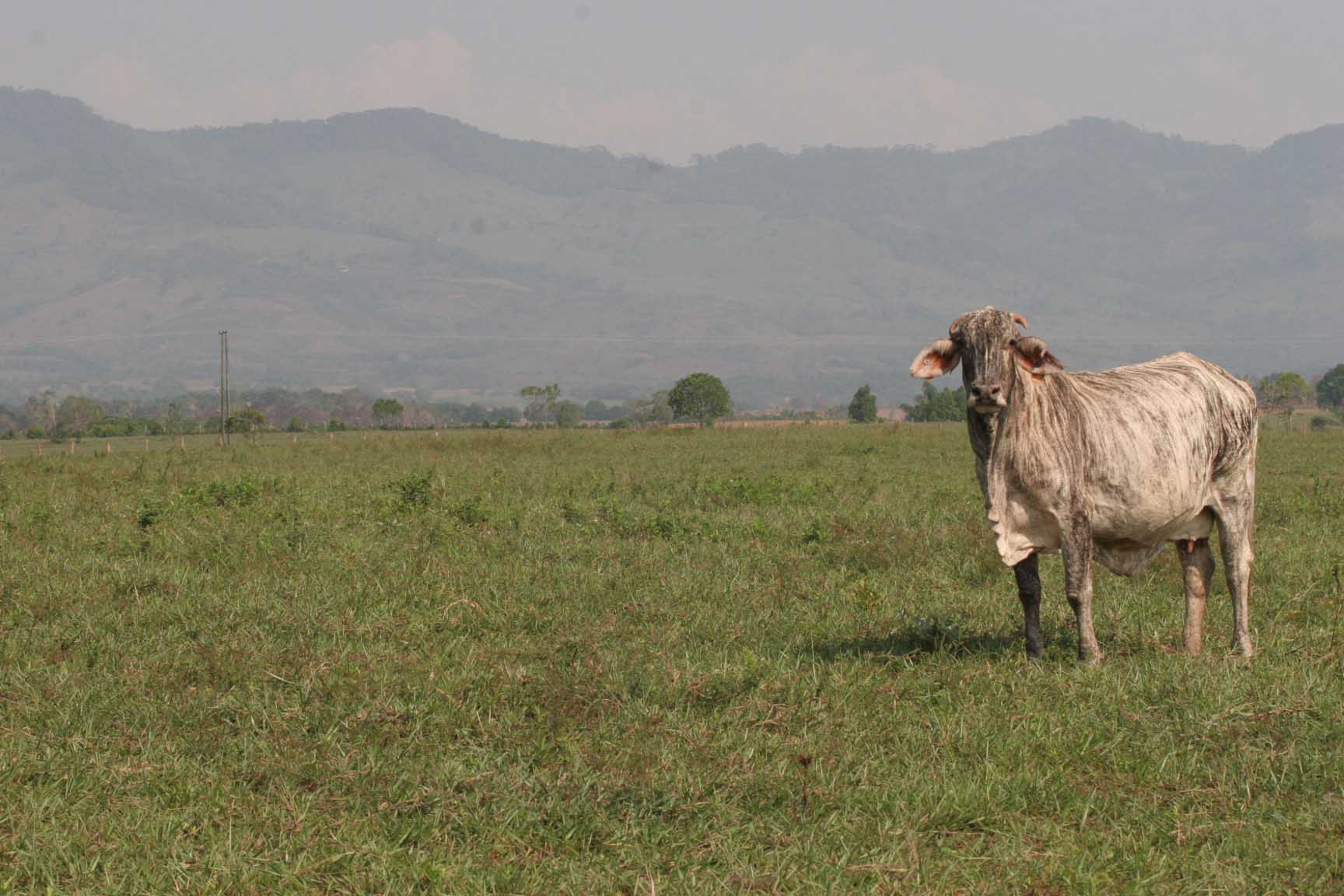 Familia desplazada por grupos armados, recuperó tierras en La Palma, Cundinamarca