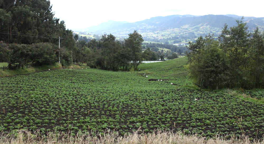 Madre cabeza de hogar de Vianí, Cundinamarca, recuperó sus tierras y trabajará en ellas para convertirse en empresaria del campo