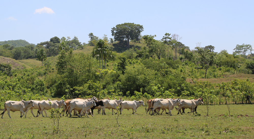 URT proyecta barrido total de solicitudes en varias veredas de Restrepo, en Meta