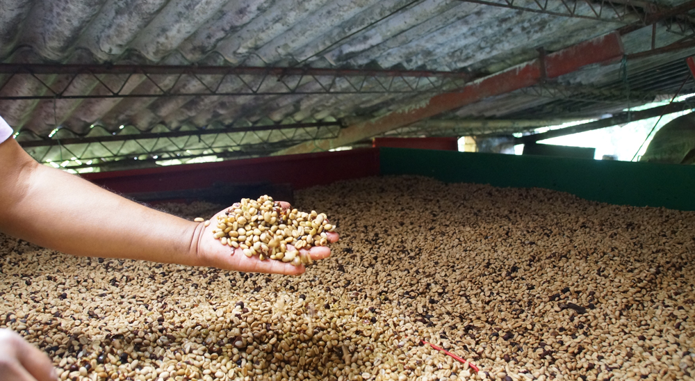 En Hato Nuevo, Timbío, familia víctima de los paramilitares recuperó sus tierras