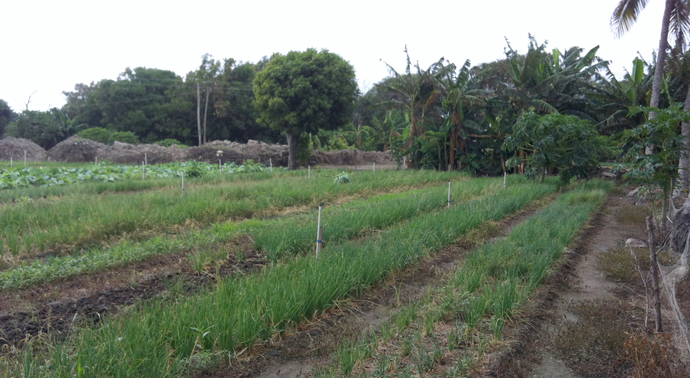 Siete familias víctimas de los paramilitares, en Magdalena, recuperaron sus tierras