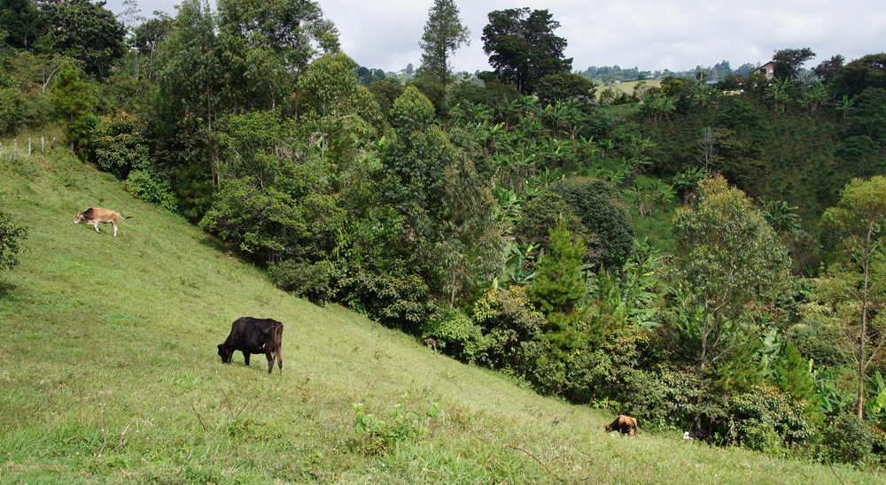 null“Volver a mi tierra es como revivir la época en la que todos éramos felices”: beneficiario de restitución de Cauca