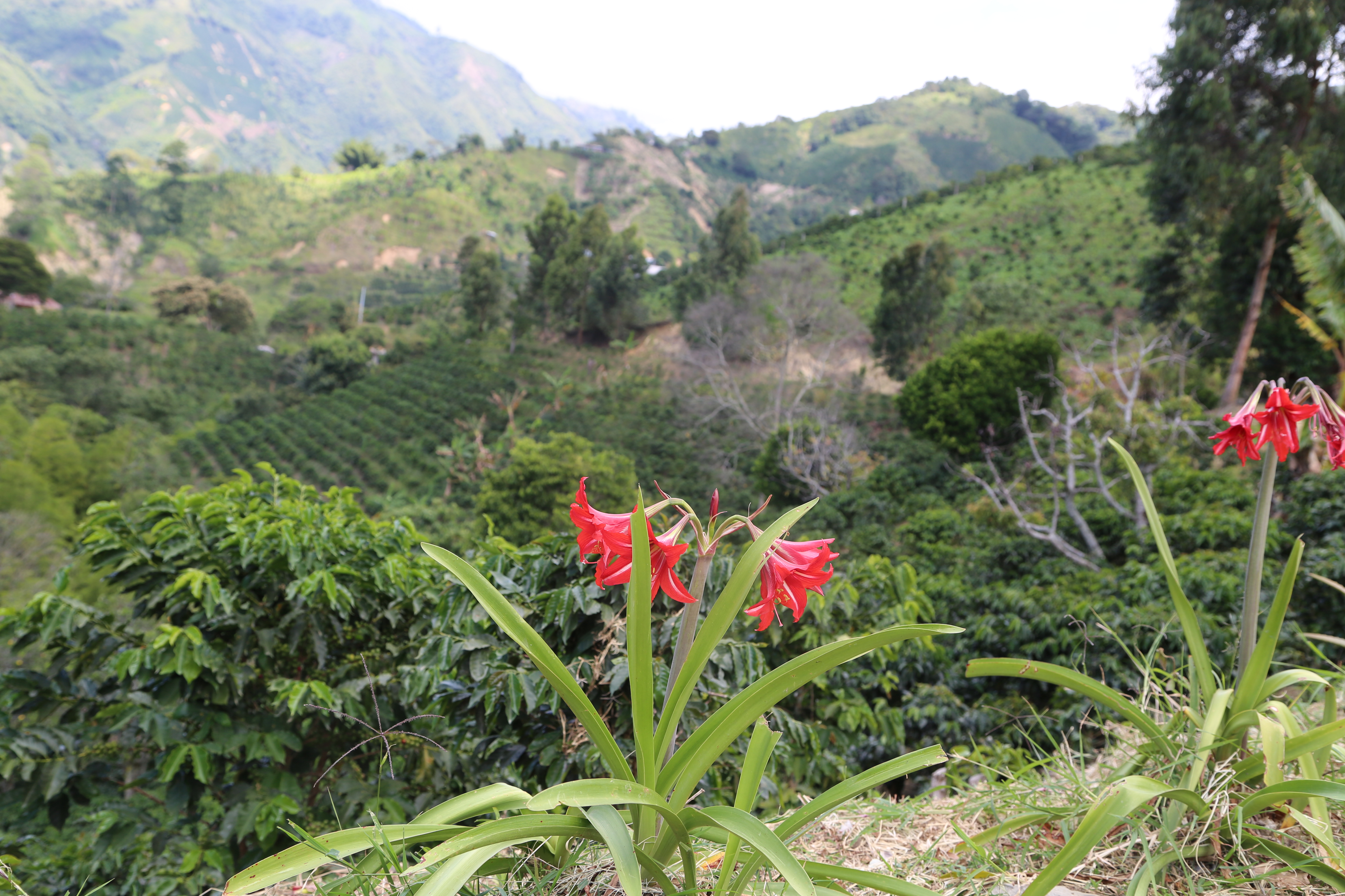 La entidad pide que se aborden las causas estructurales de la violencia en la región. El camino del diálogo y la construcción de paz siempre será mejor que la violencia fratricida. 