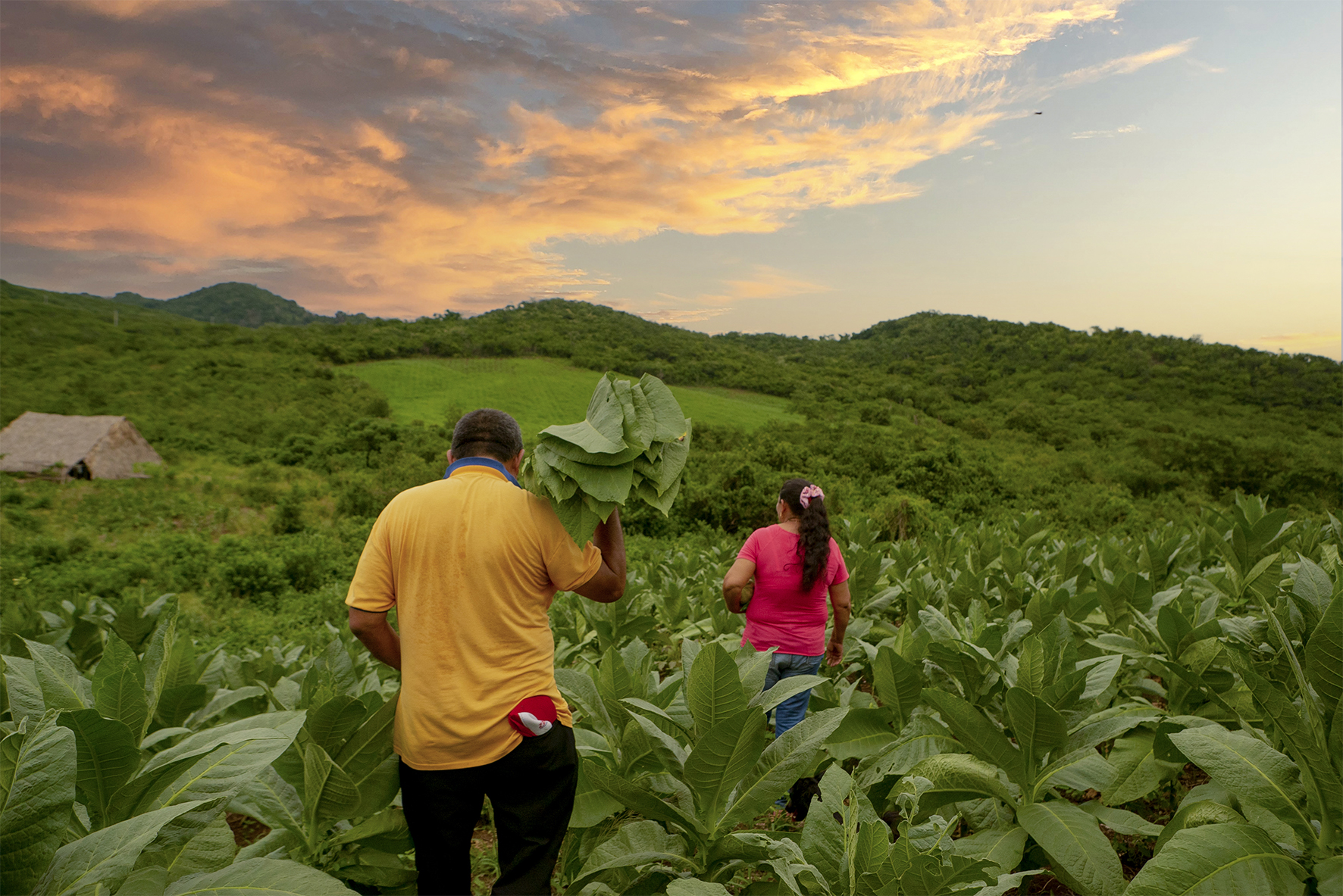Cumplidos 25 años de la masacre sistemática que perpetraron los grupos paramilitares en este corregimiento, ubicado en el municipio de El Carmen de Bolívar, la Unidad de Restitución de Tierras (URT) ha restablecido los derechos de propiedad sobre 1.533 hectáreas a 50 familias víctimas de la violencia paramilitar. 